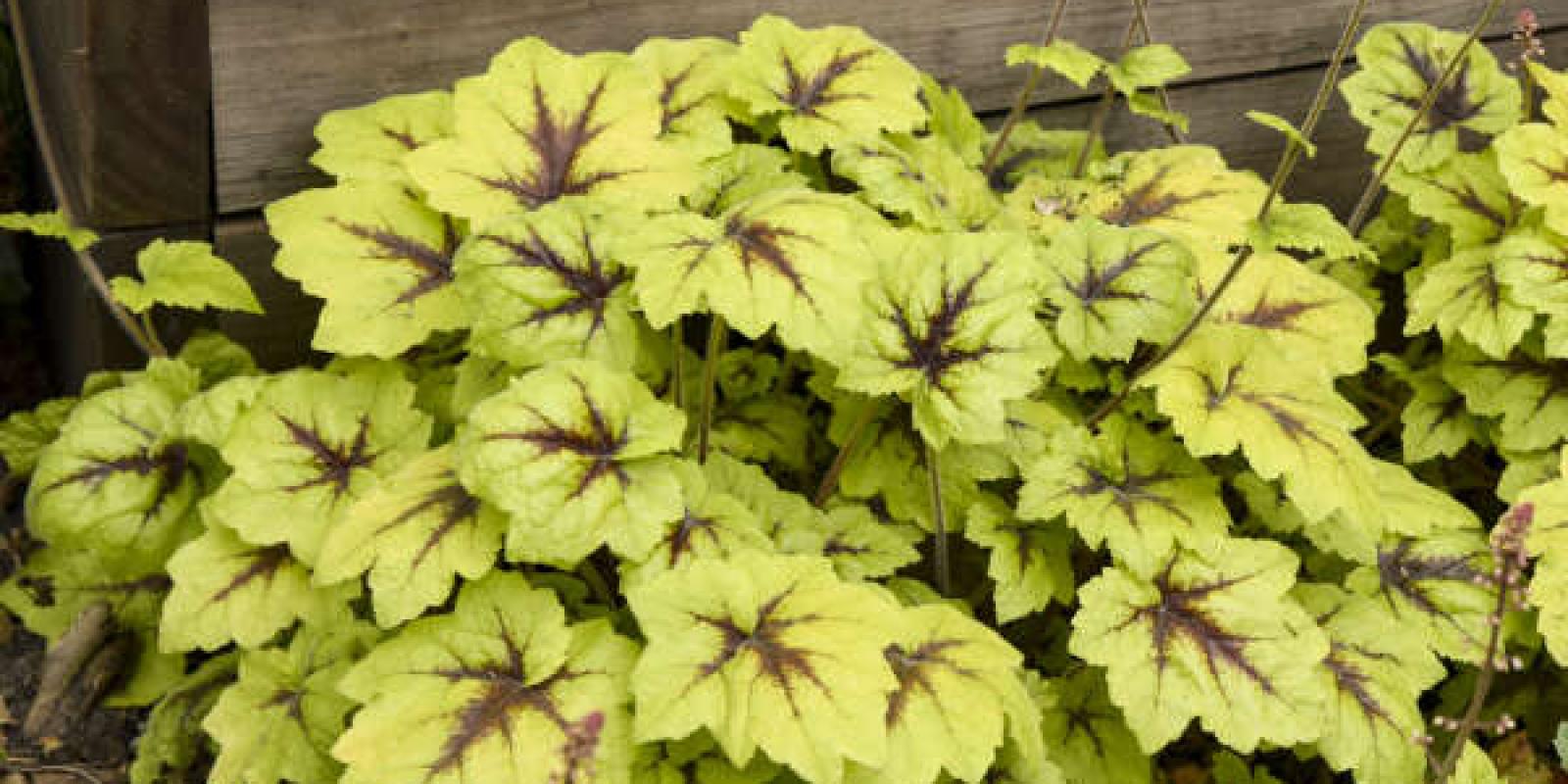 Plante : HEHYCAFI