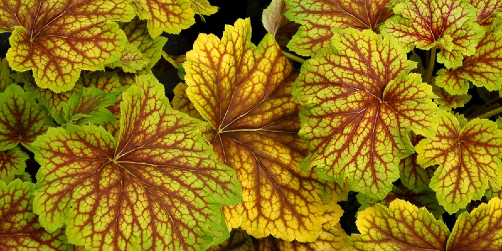 Plante : HEHYNOEXRE
