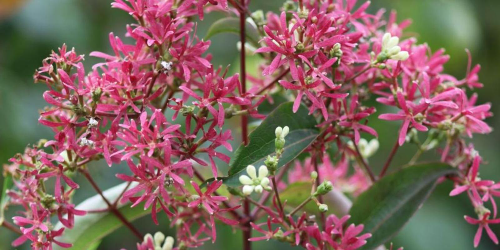 Plante : HEMI