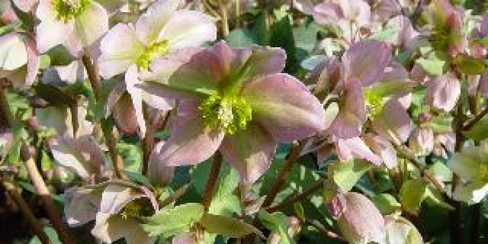 Plante : HEOR