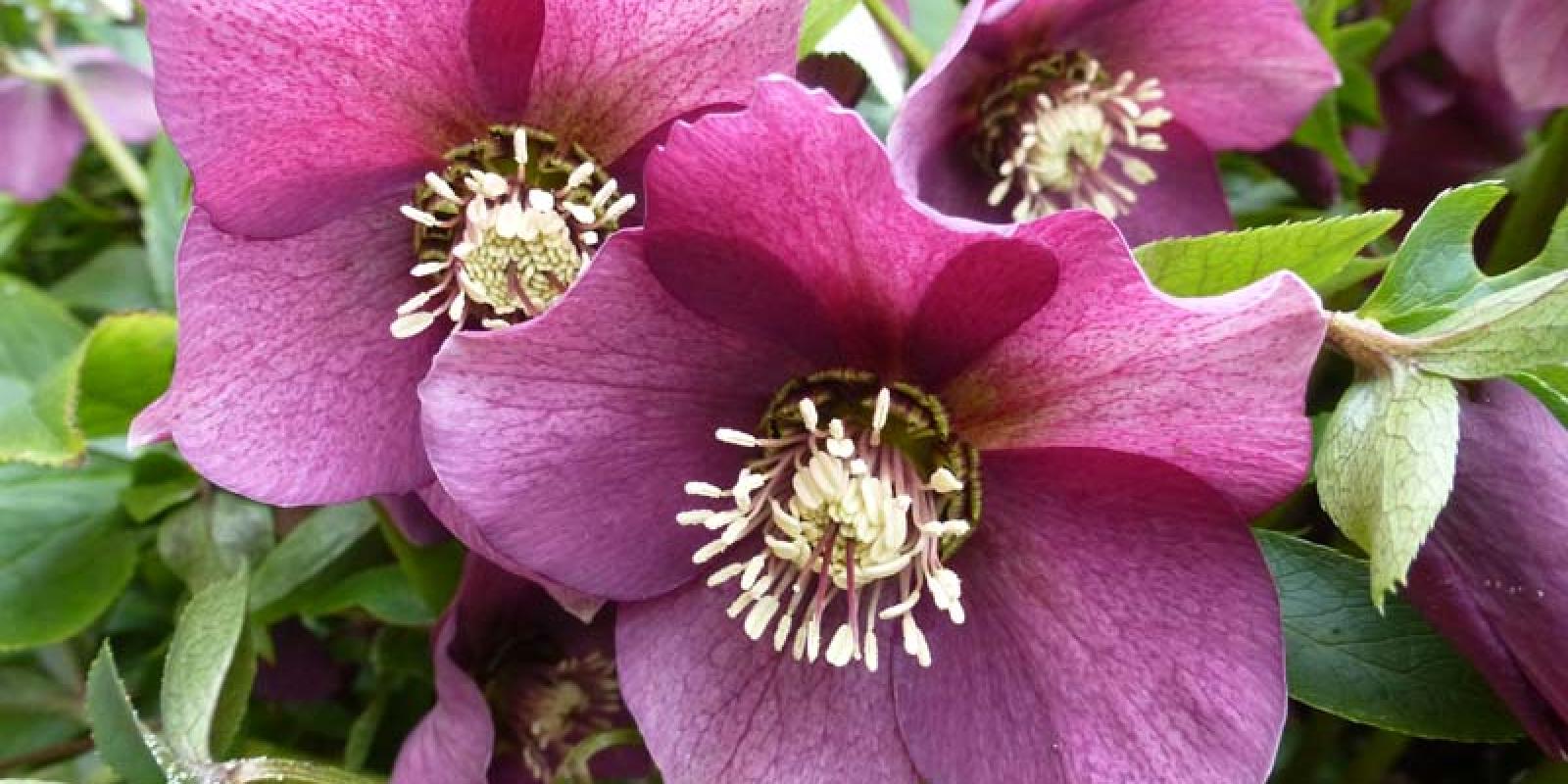 Plante : HEORPILA