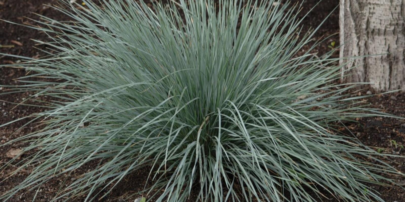 Plante : HESE
