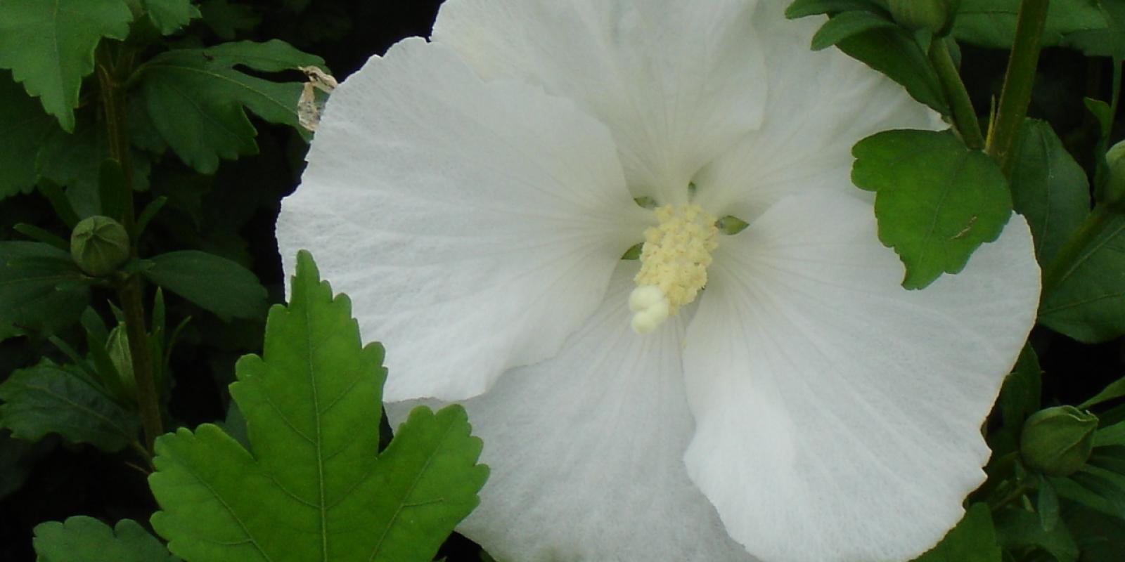 Plante : HISSYDI