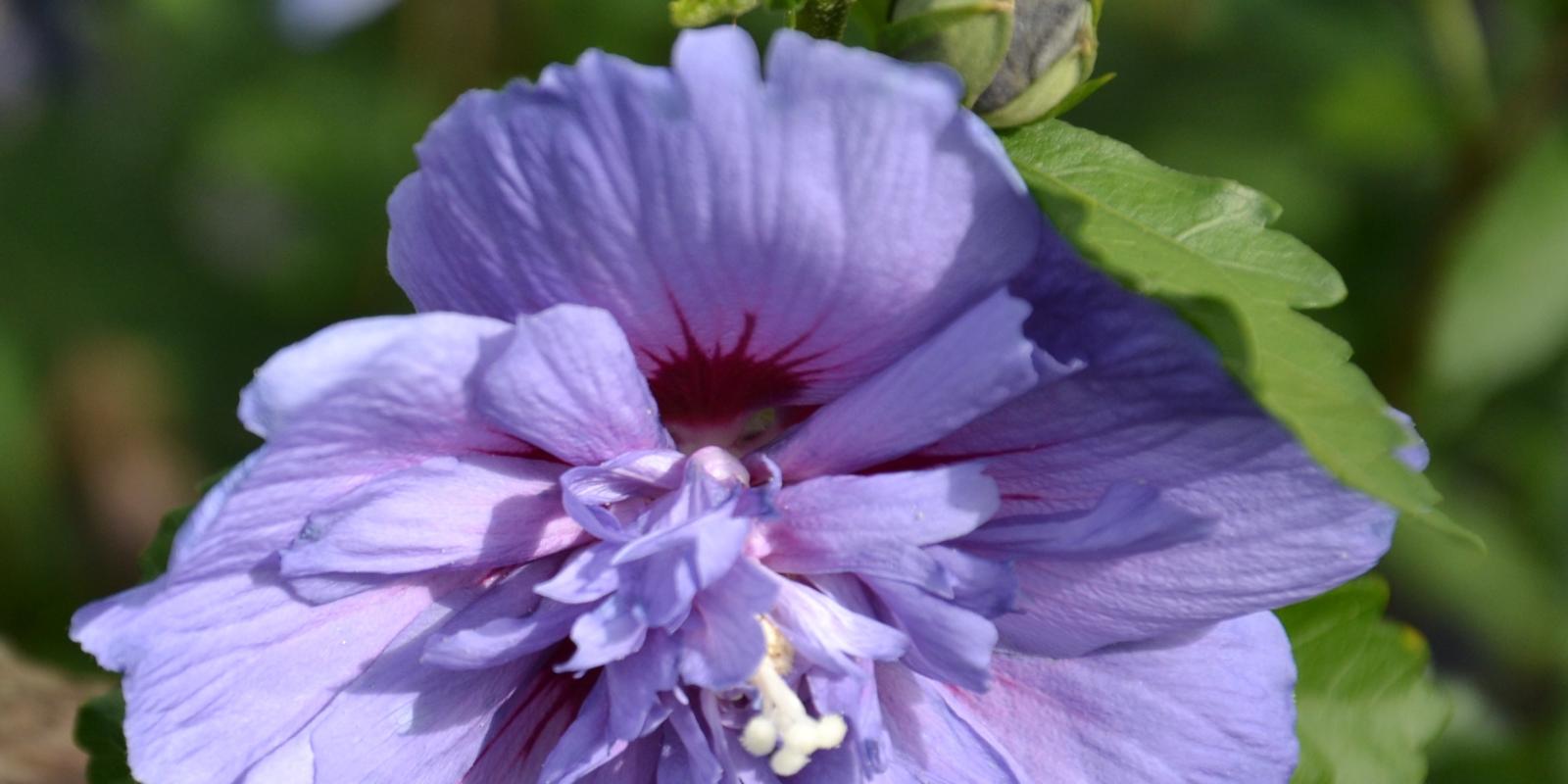 Plante : HISYBLCH