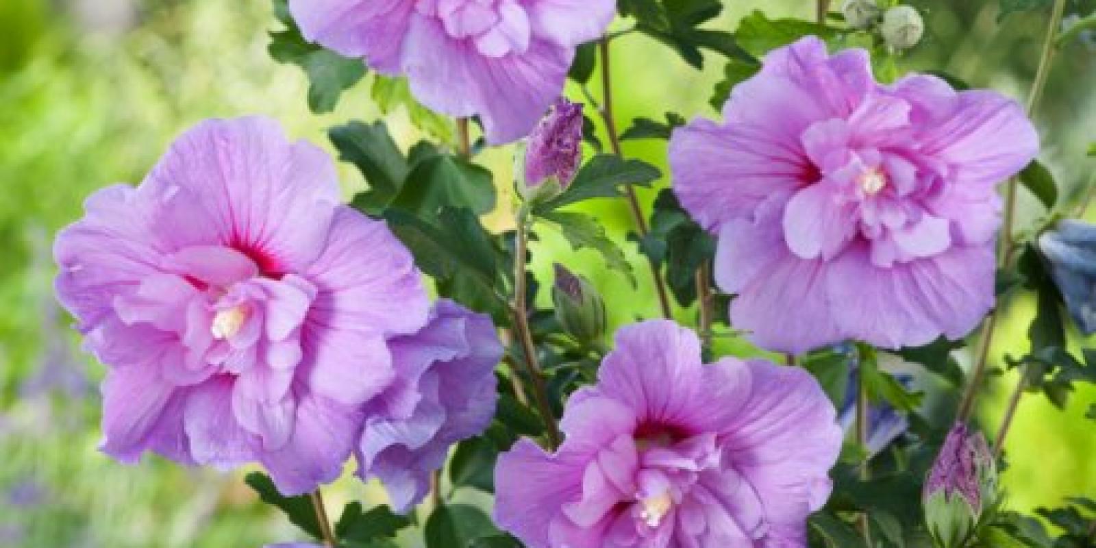 Plante : HISYLACH