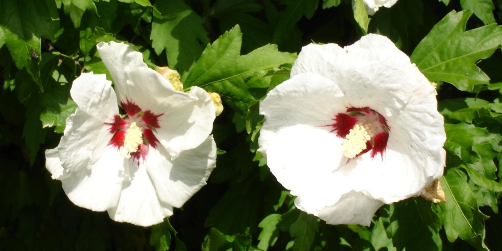 Plante : HISYME