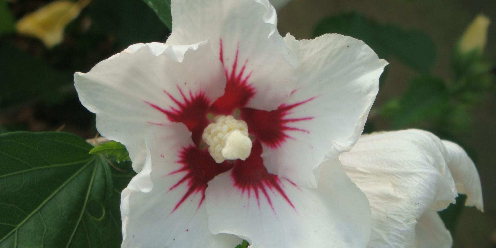 Plante : HISYREHE