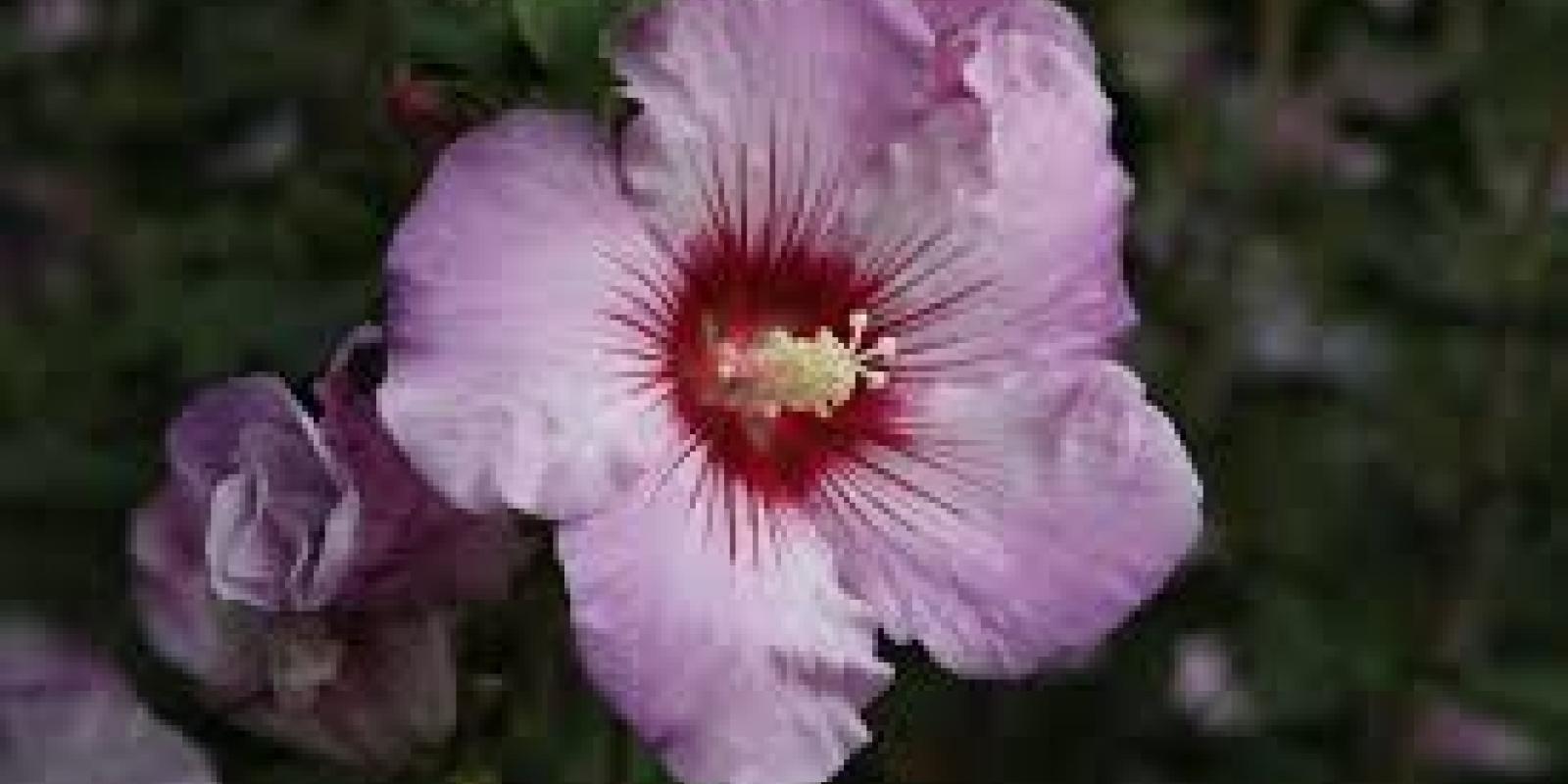 Plante : HISYRO