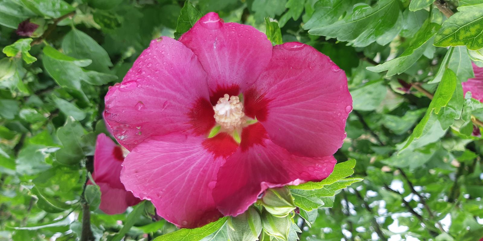 Plante : HISYWO