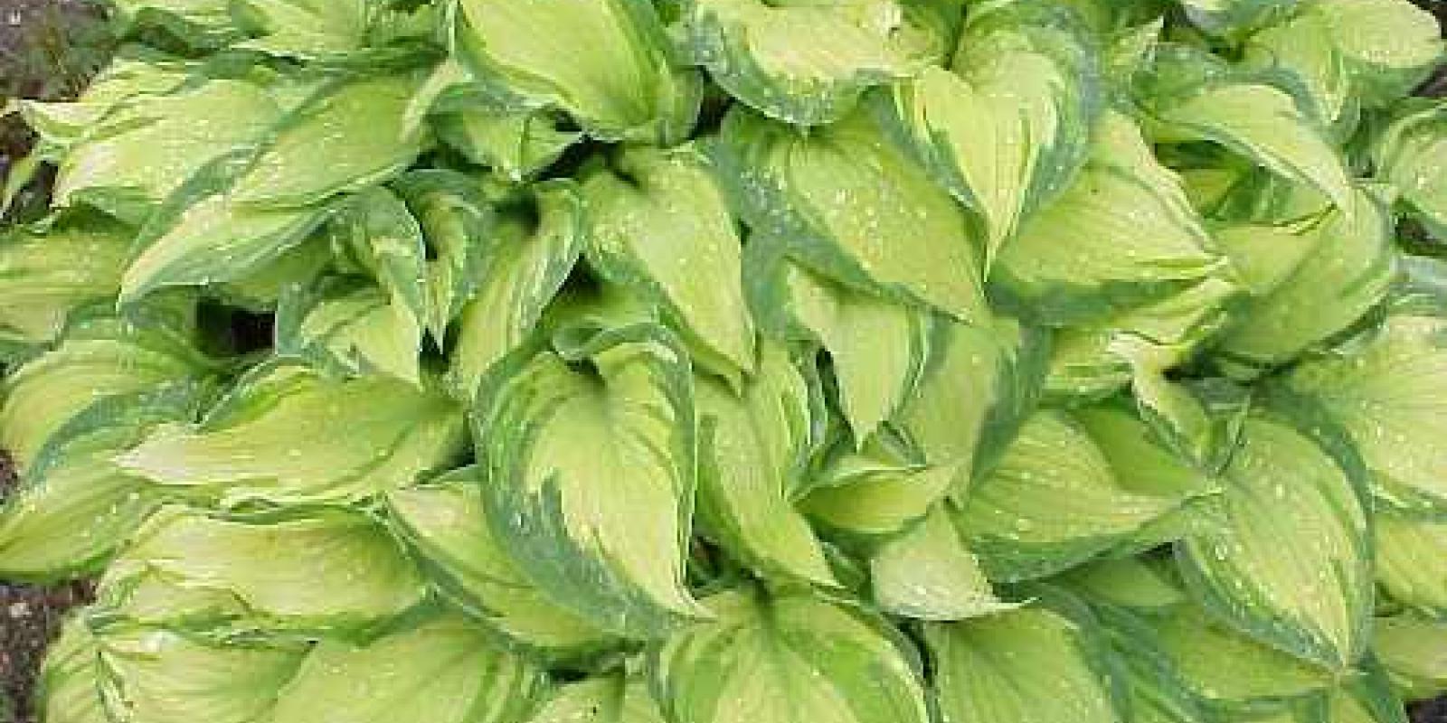 Plante : HOFOAL