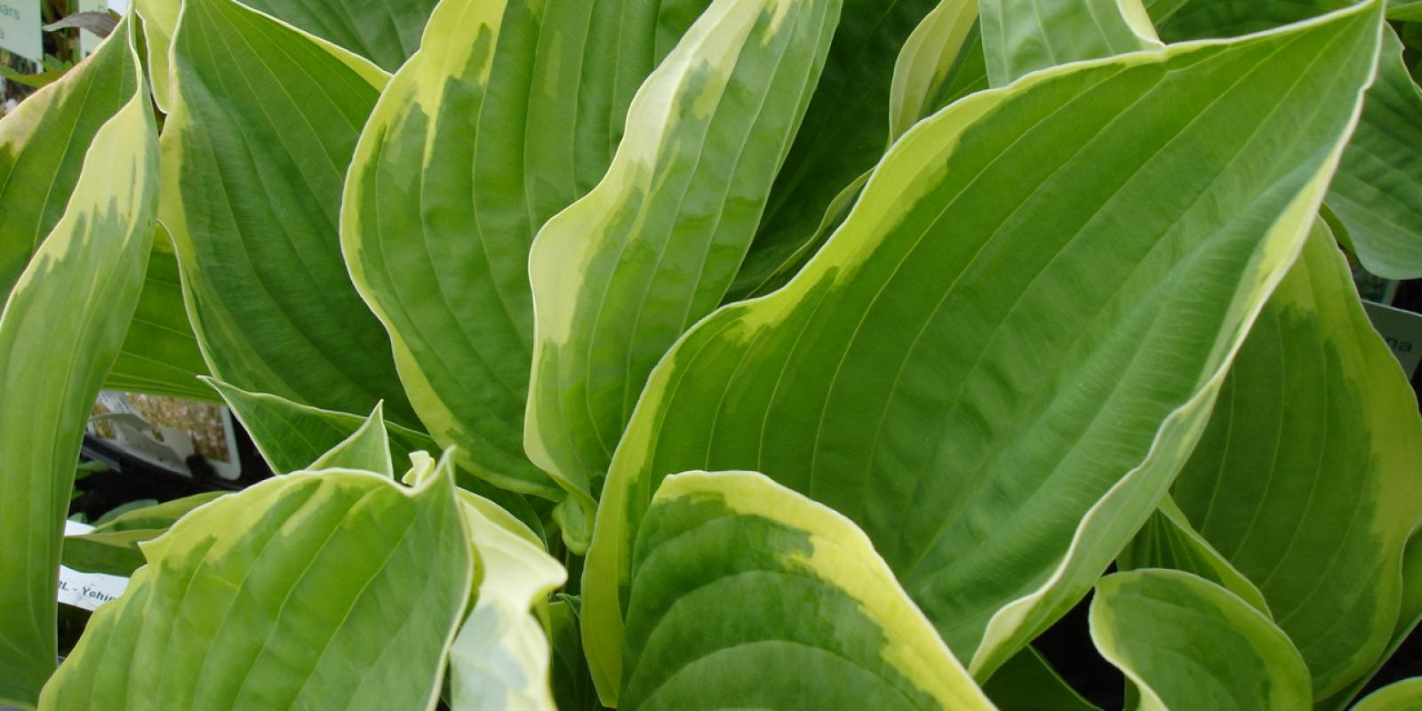 Plante : HOHYAU
