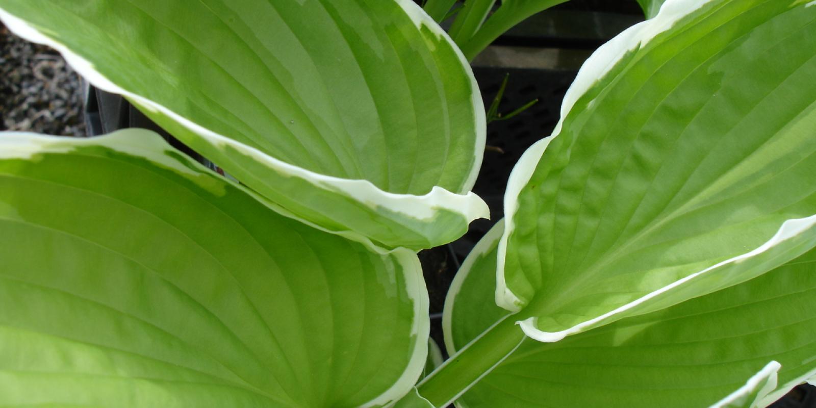 Plante : HOHYFR