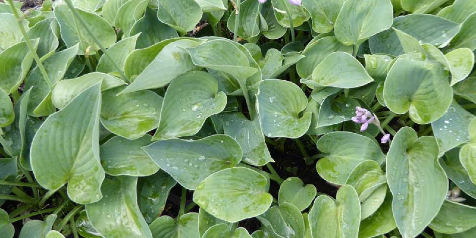 Plante : HOHYTRBL