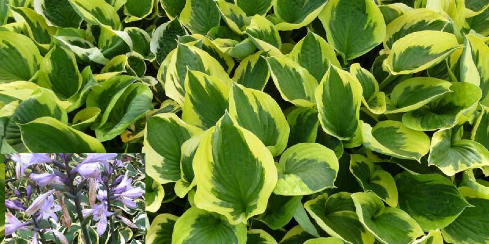 Plante : HOHYTW