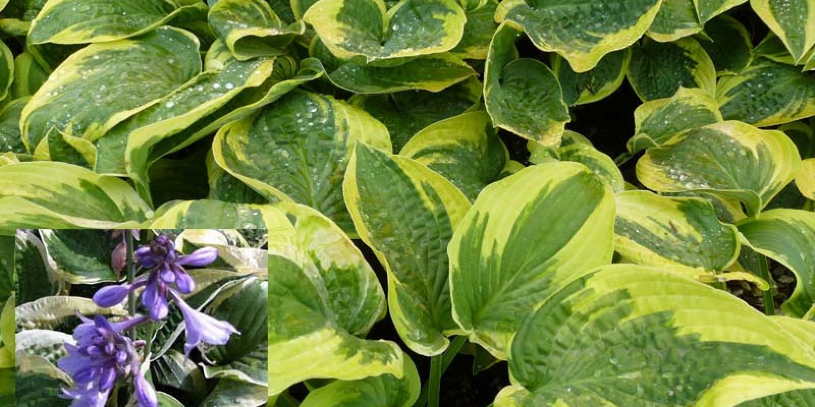 Plante : HOHYWIBR