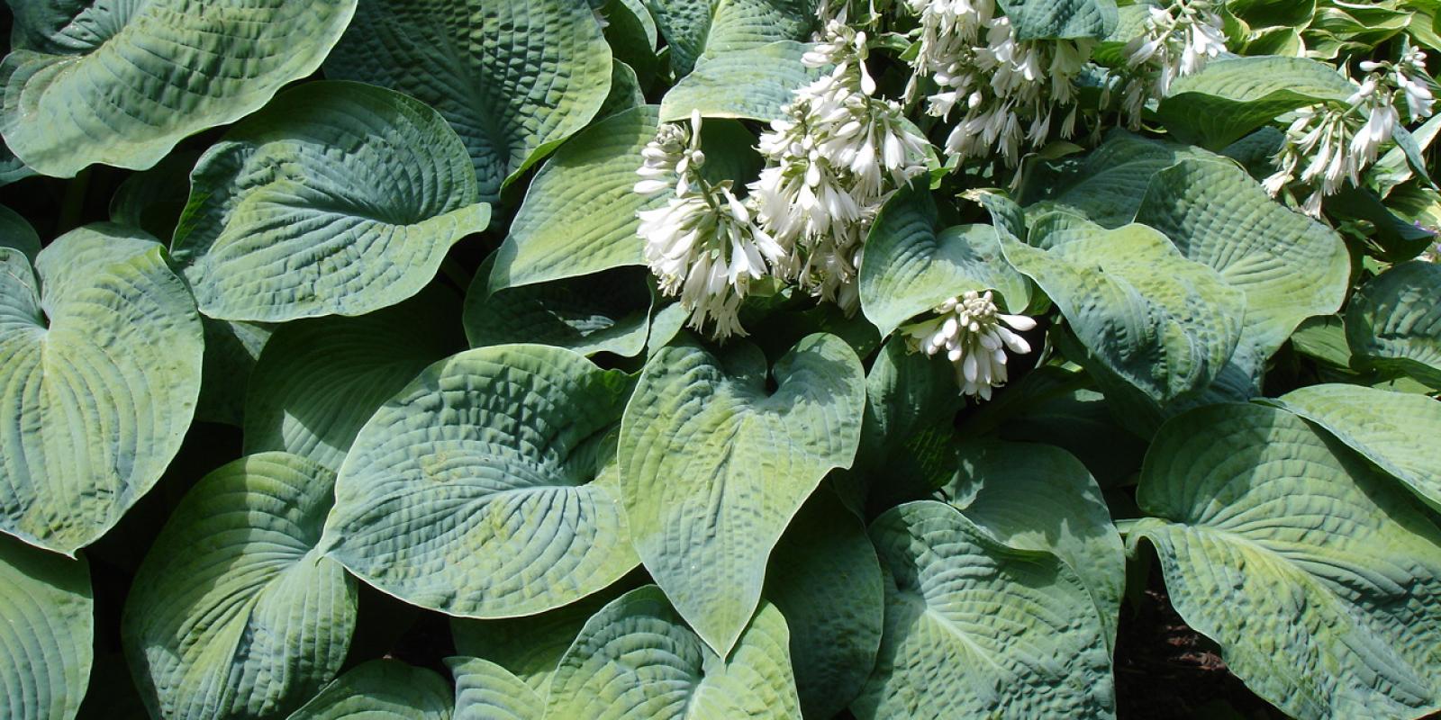 Plante : HOSIEL
