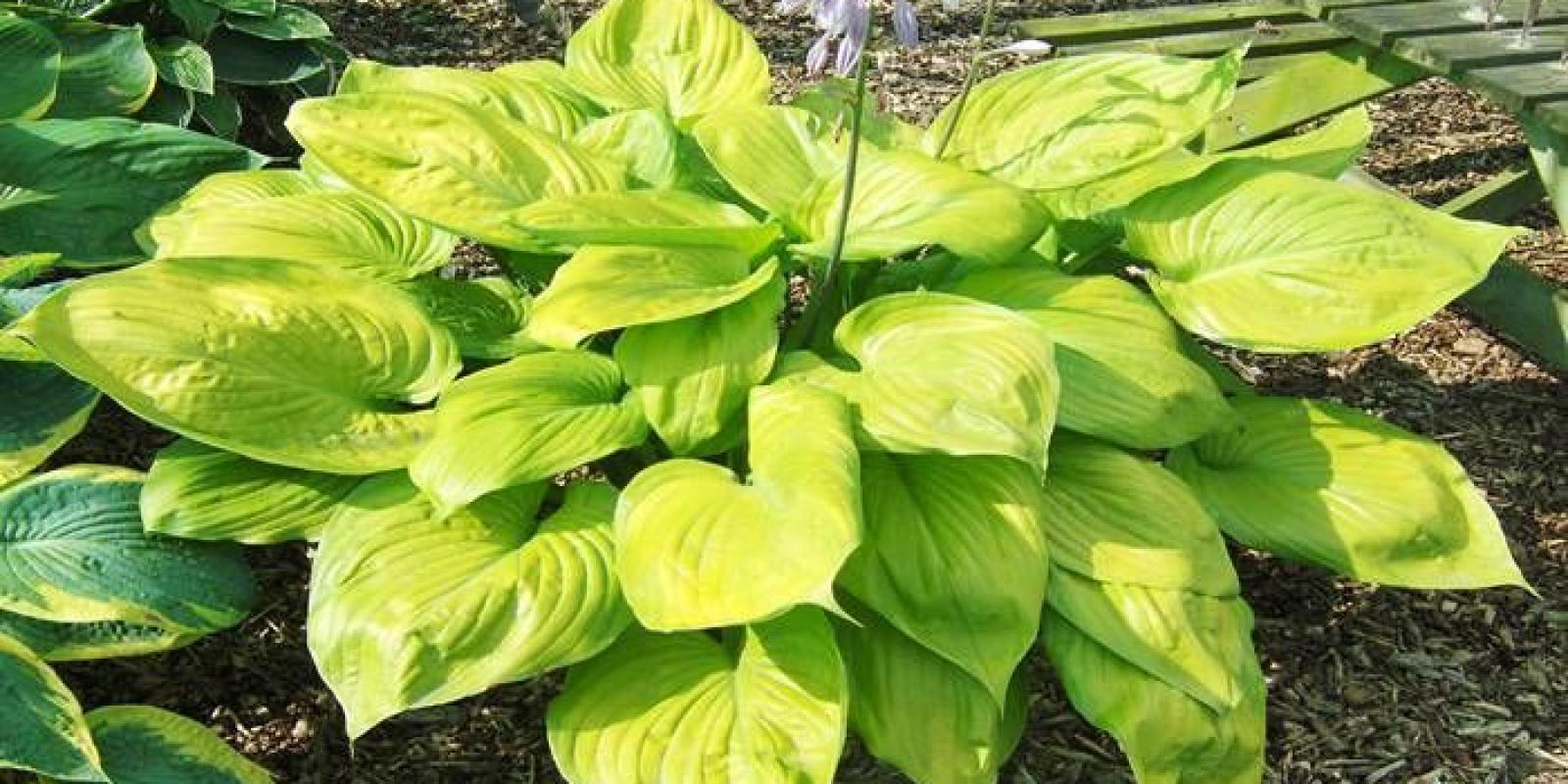 Plante : HOSUSU