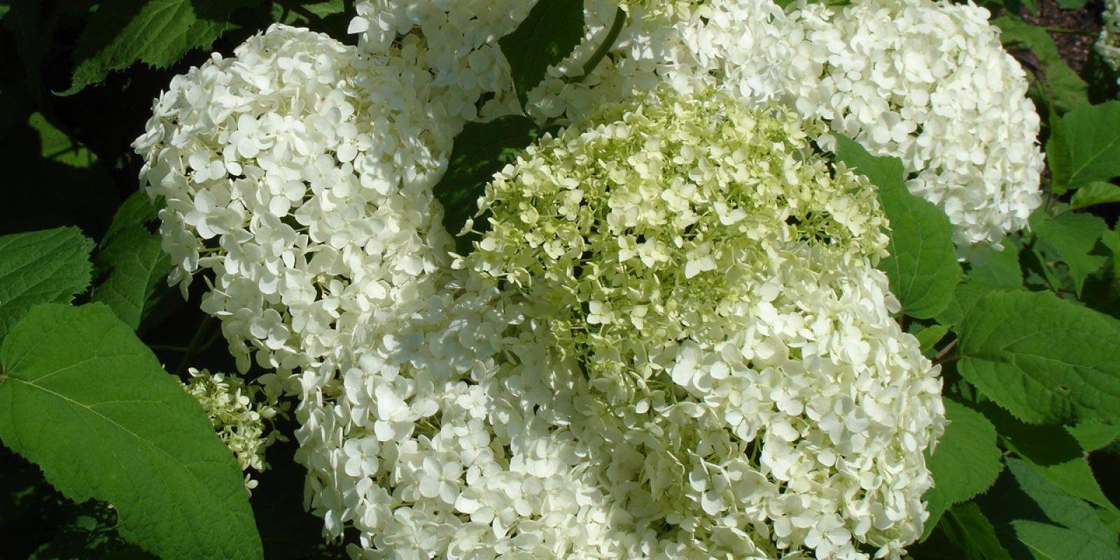 Plante : HYARAN