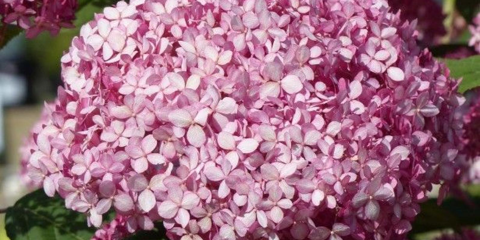 Plante : HYARANRU