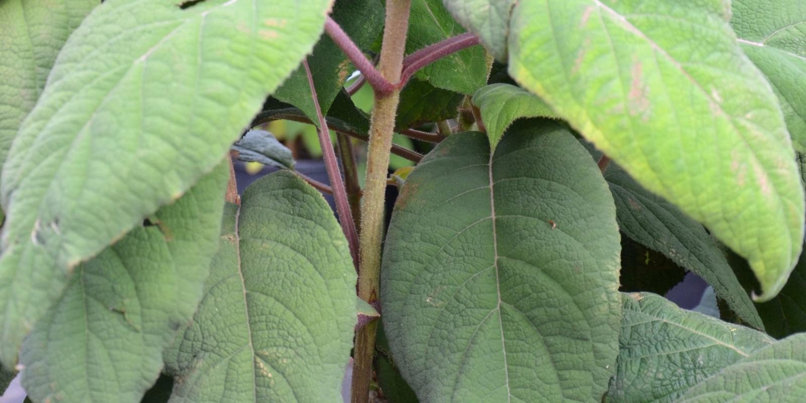 Plante : HYASMA