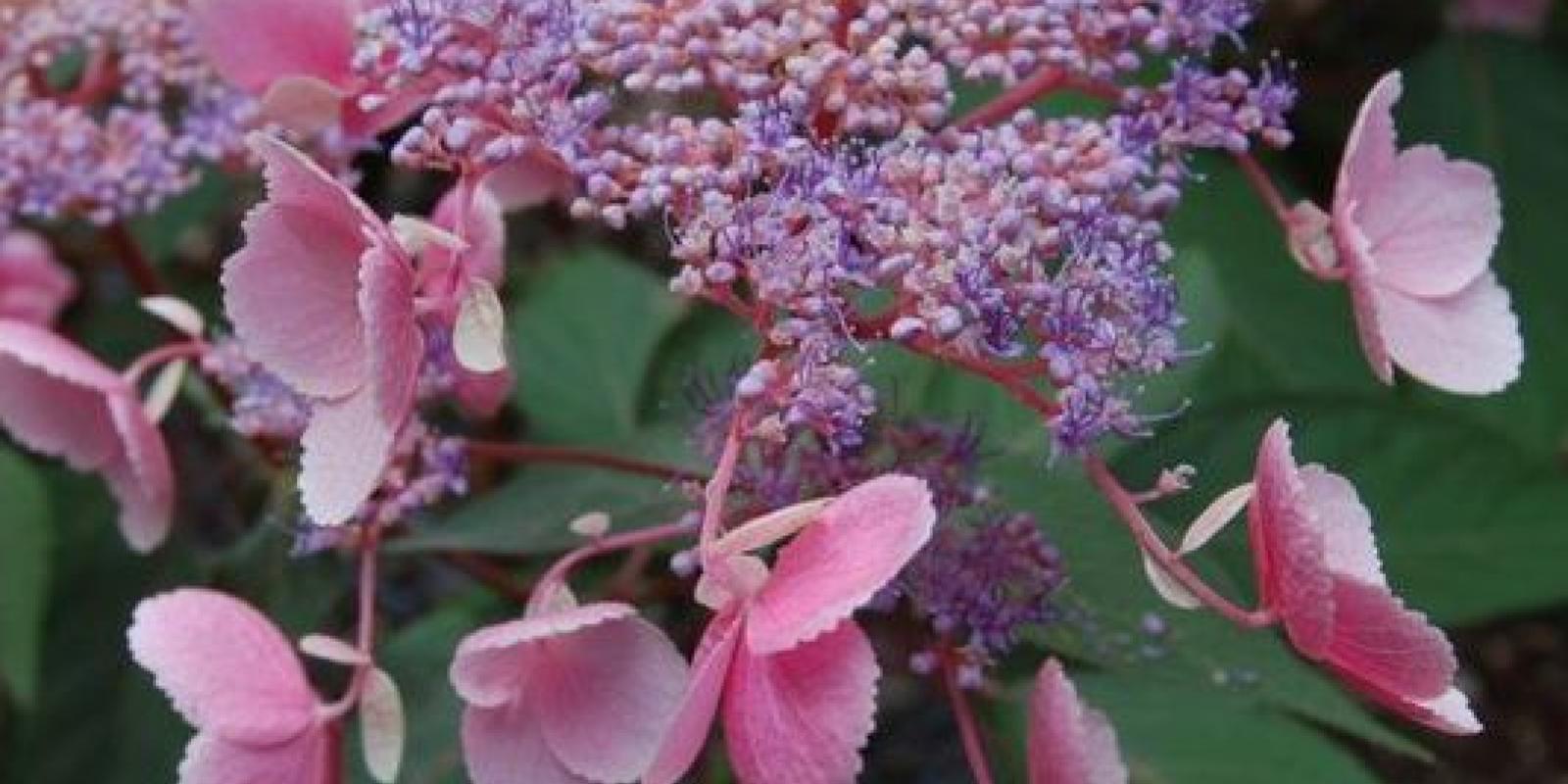 Plante : HYASMY