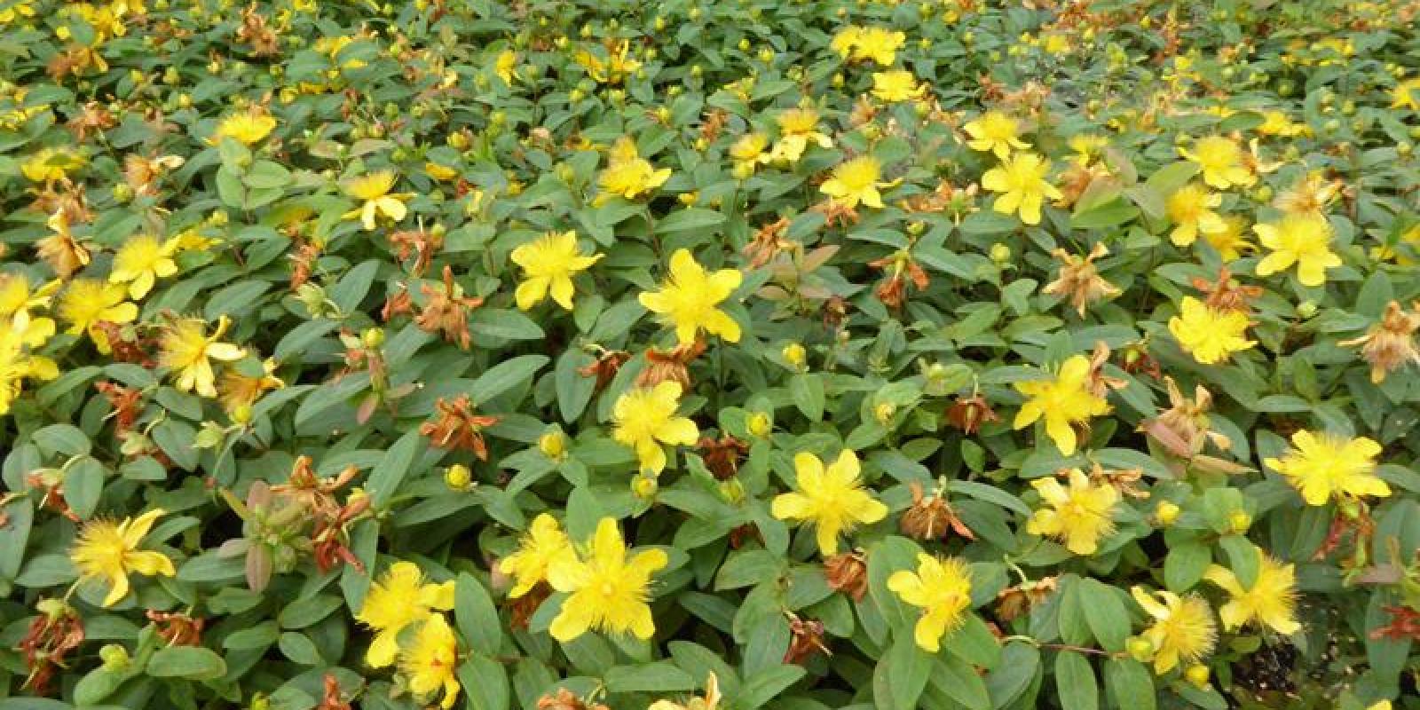 Plante : HYCA