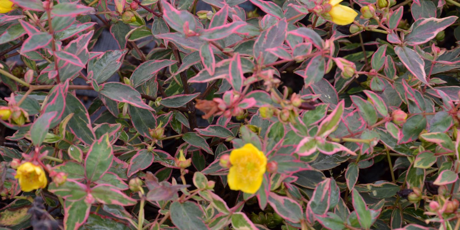 Plante : HYHI