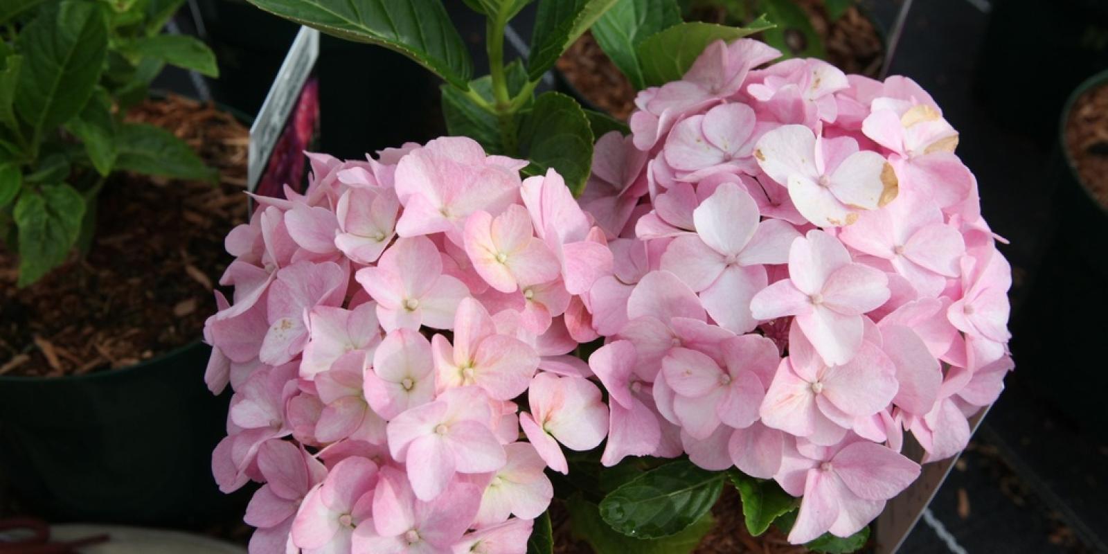 Plante : HYMA