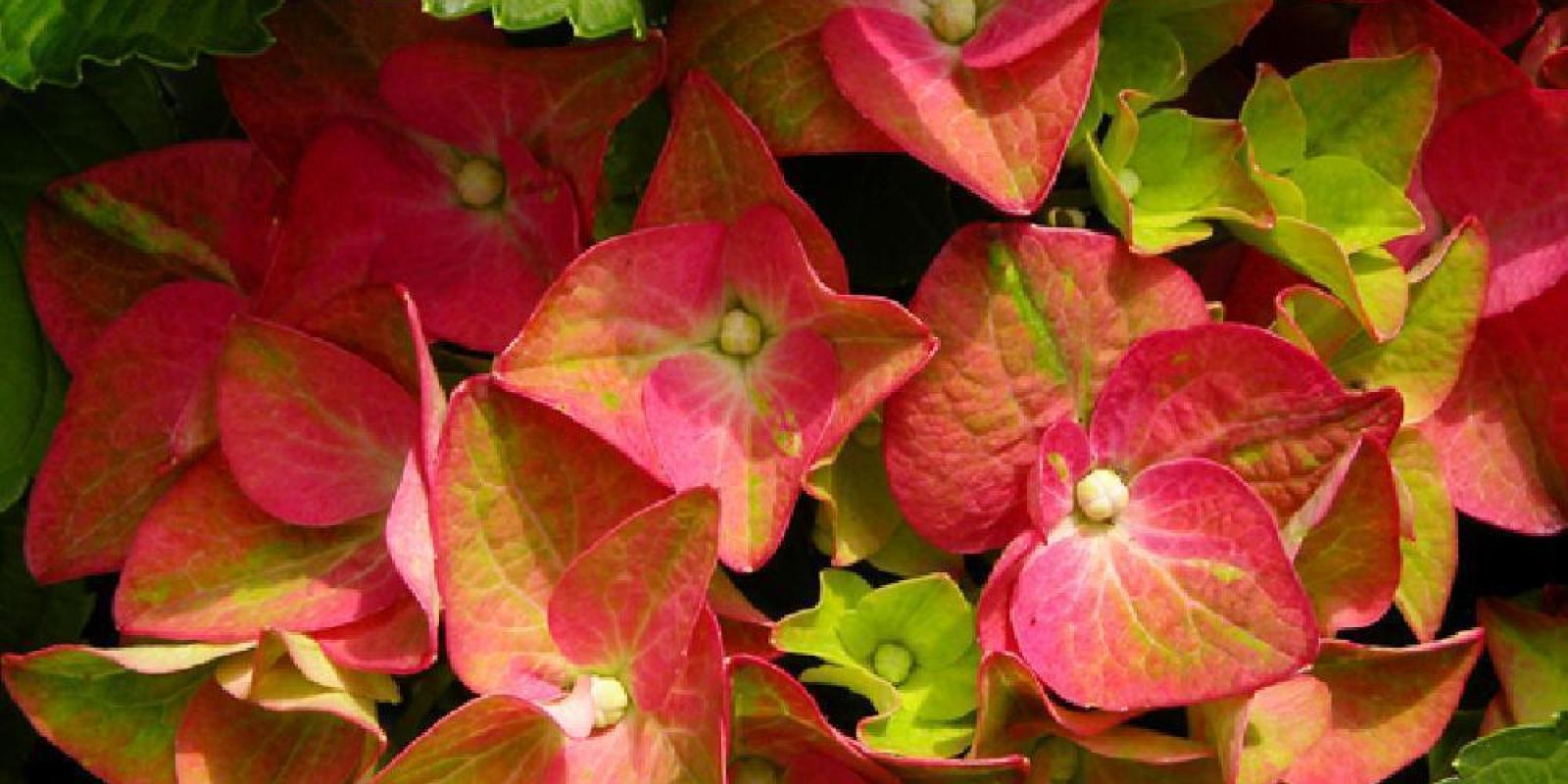 Plante : HYMAAL