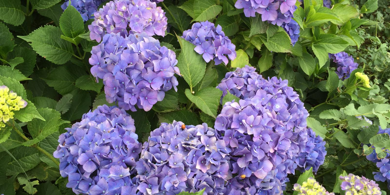 Plante : HYMABLDA
