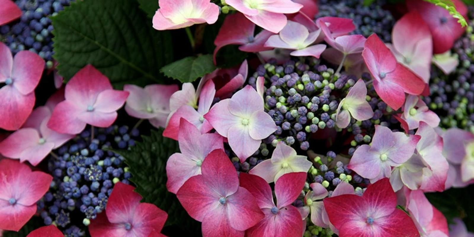 Plante : HYMAKA