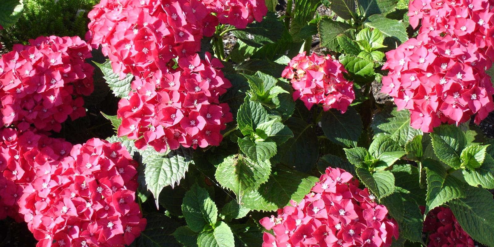 Plante : HYMAKIGE