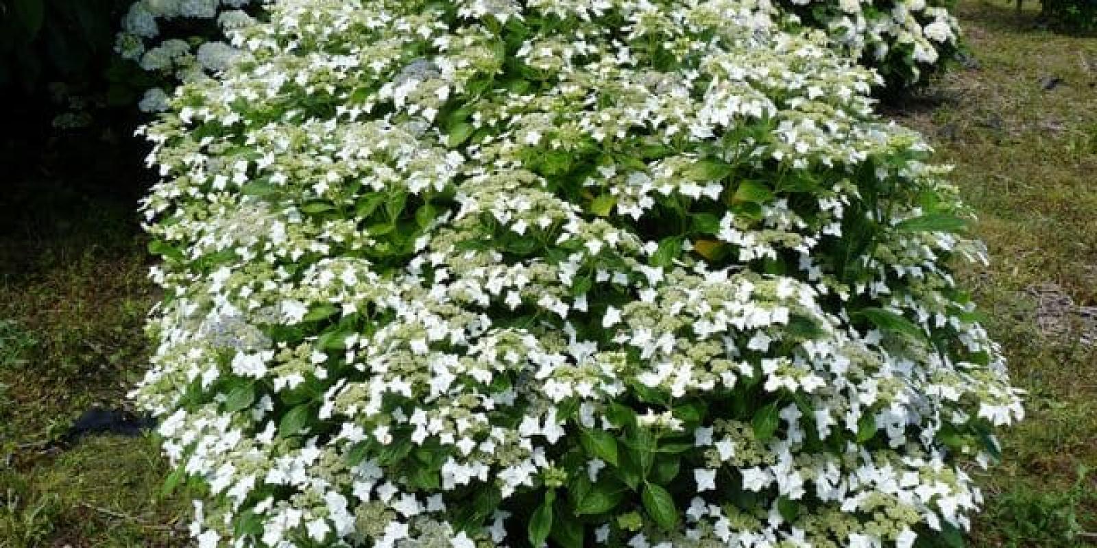 Plante : HYMALAWH