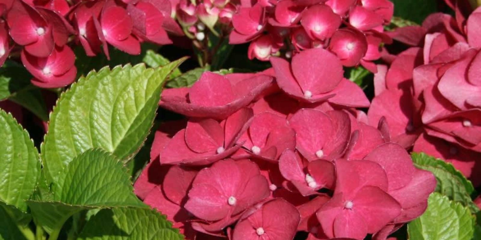 Plante : HYMAREBA