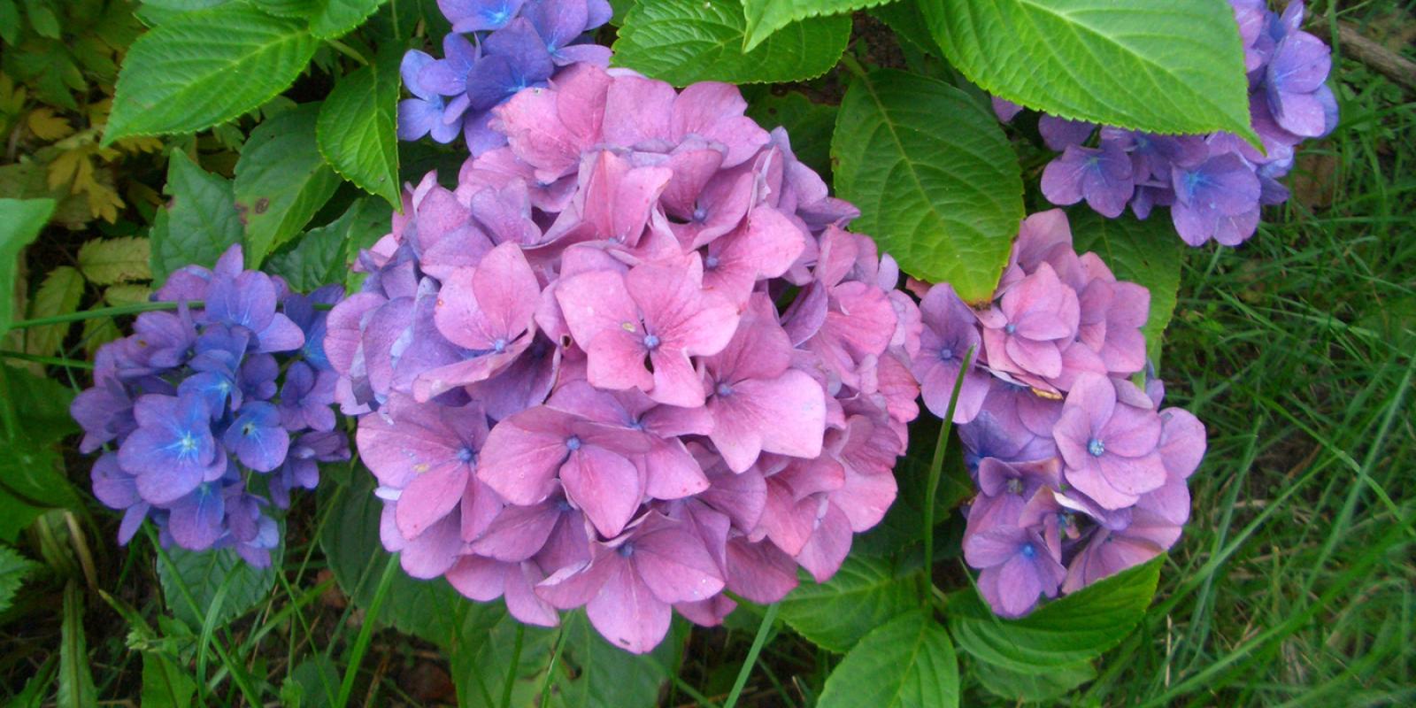 Plante : HYMAROS