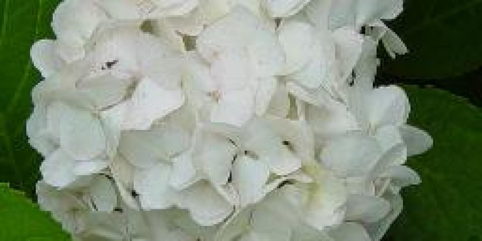 Plante : HYME