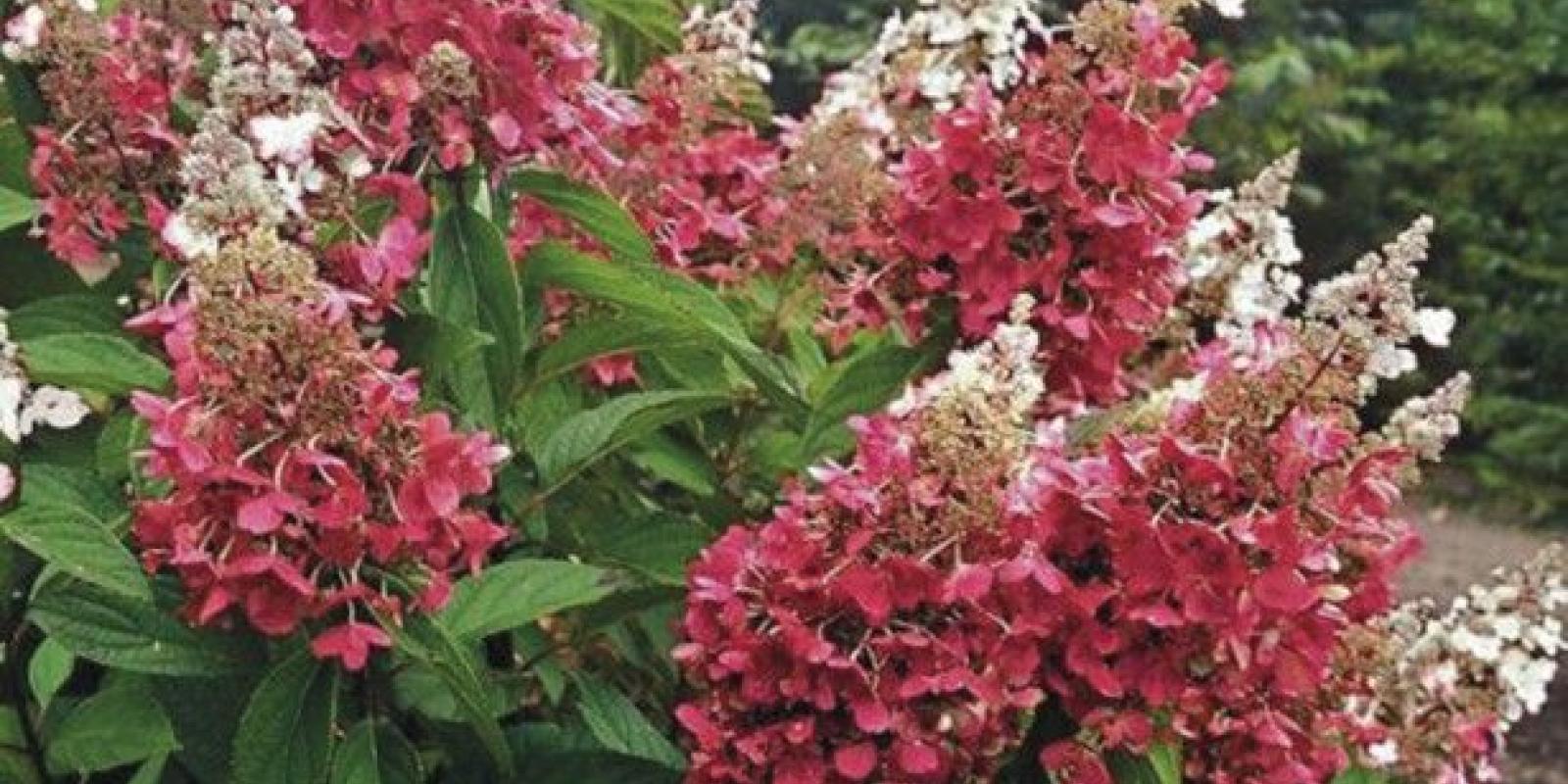 Plante : HYPAPIWI