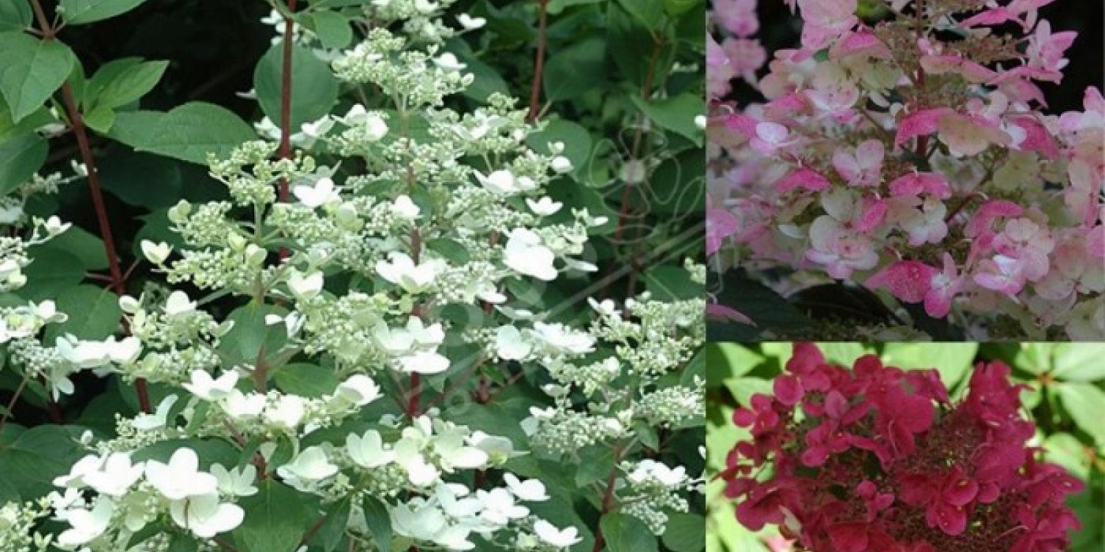 Plante : HYPAWIRE