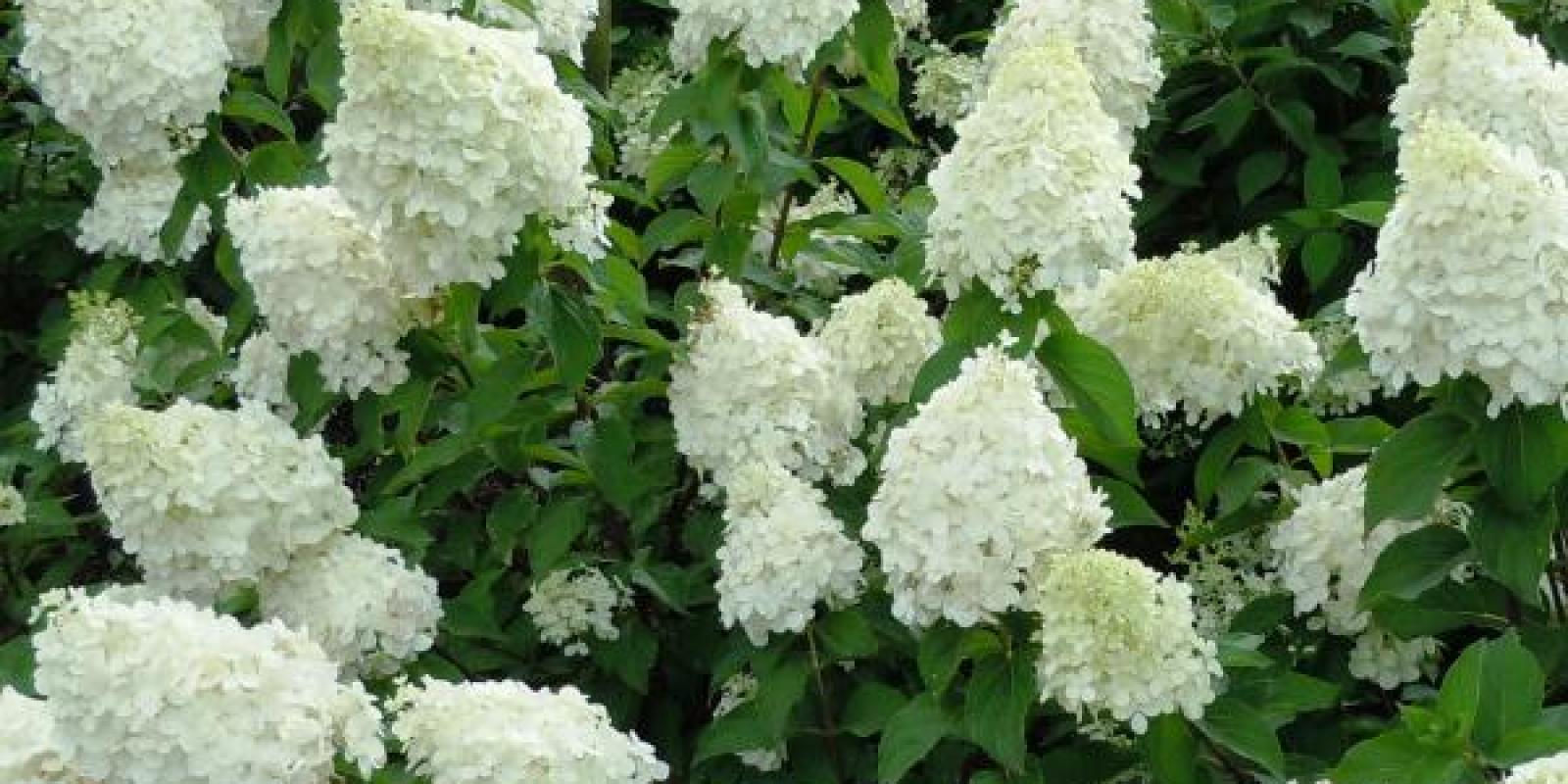 Plante : HYPOBE