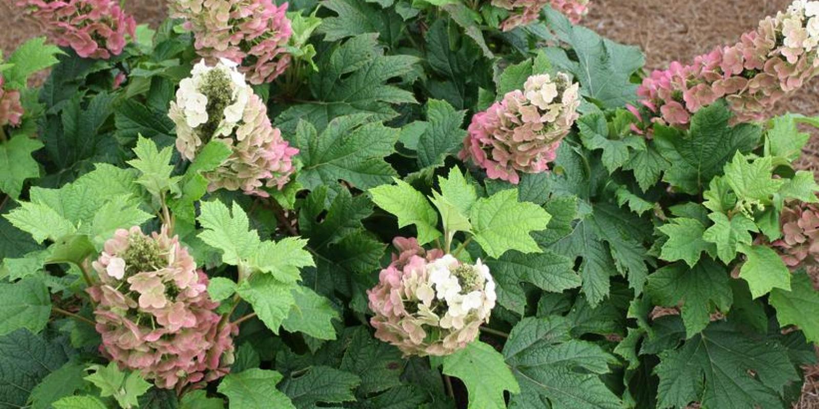 Plante : HYQU