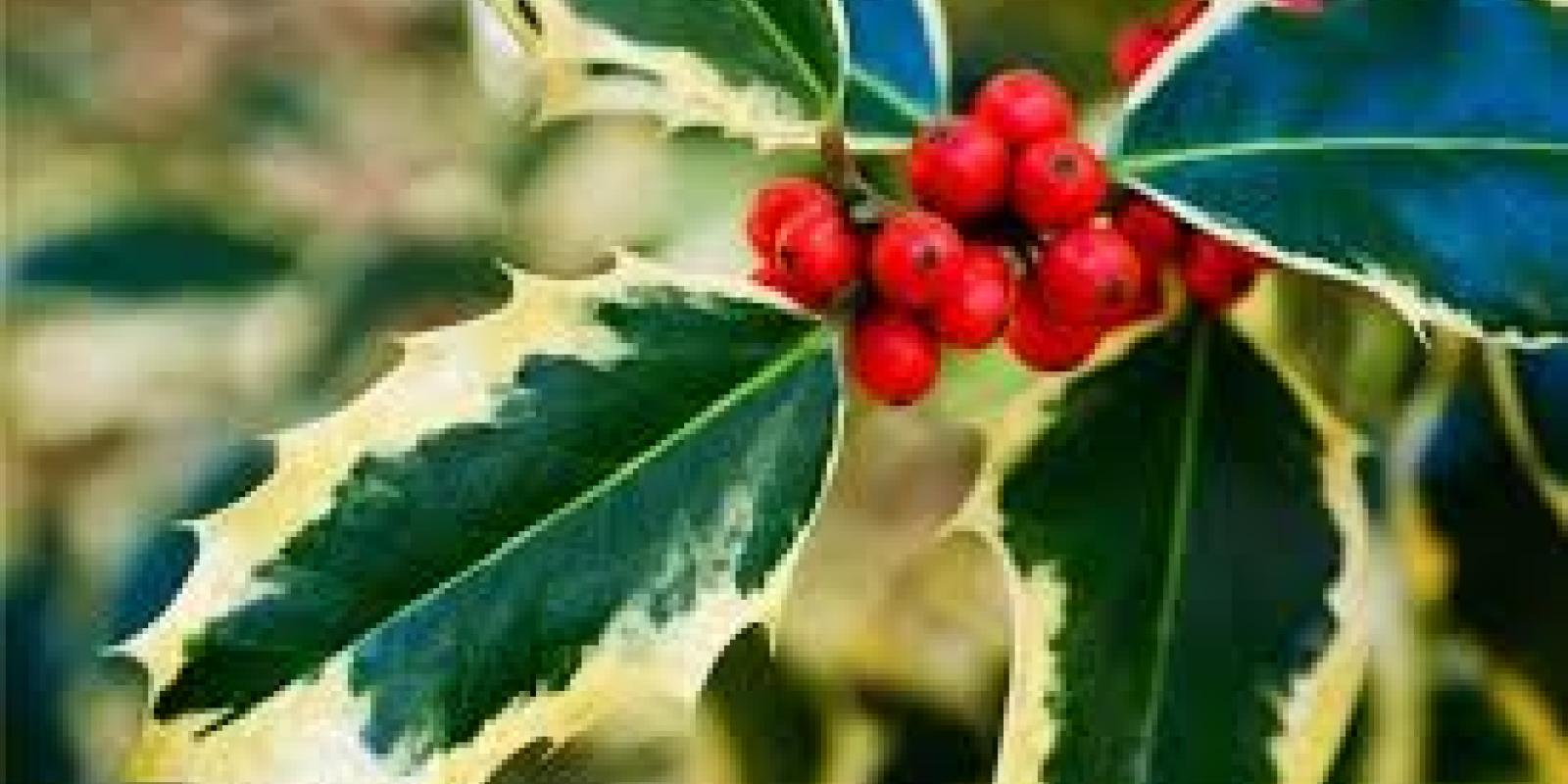 Plante : ILAQMABR