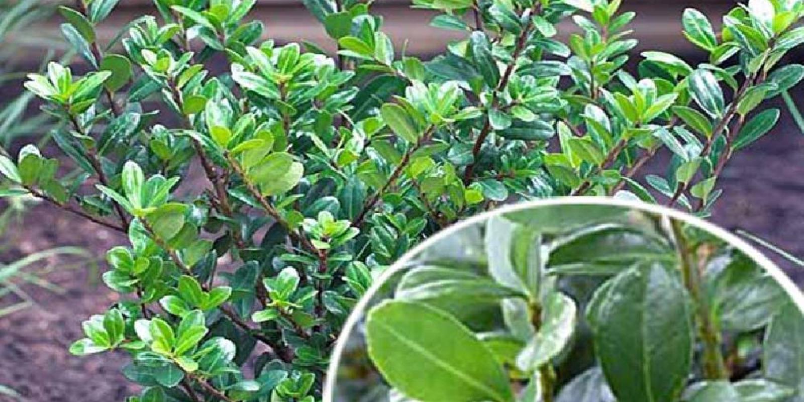 Plante : ILCRCA
