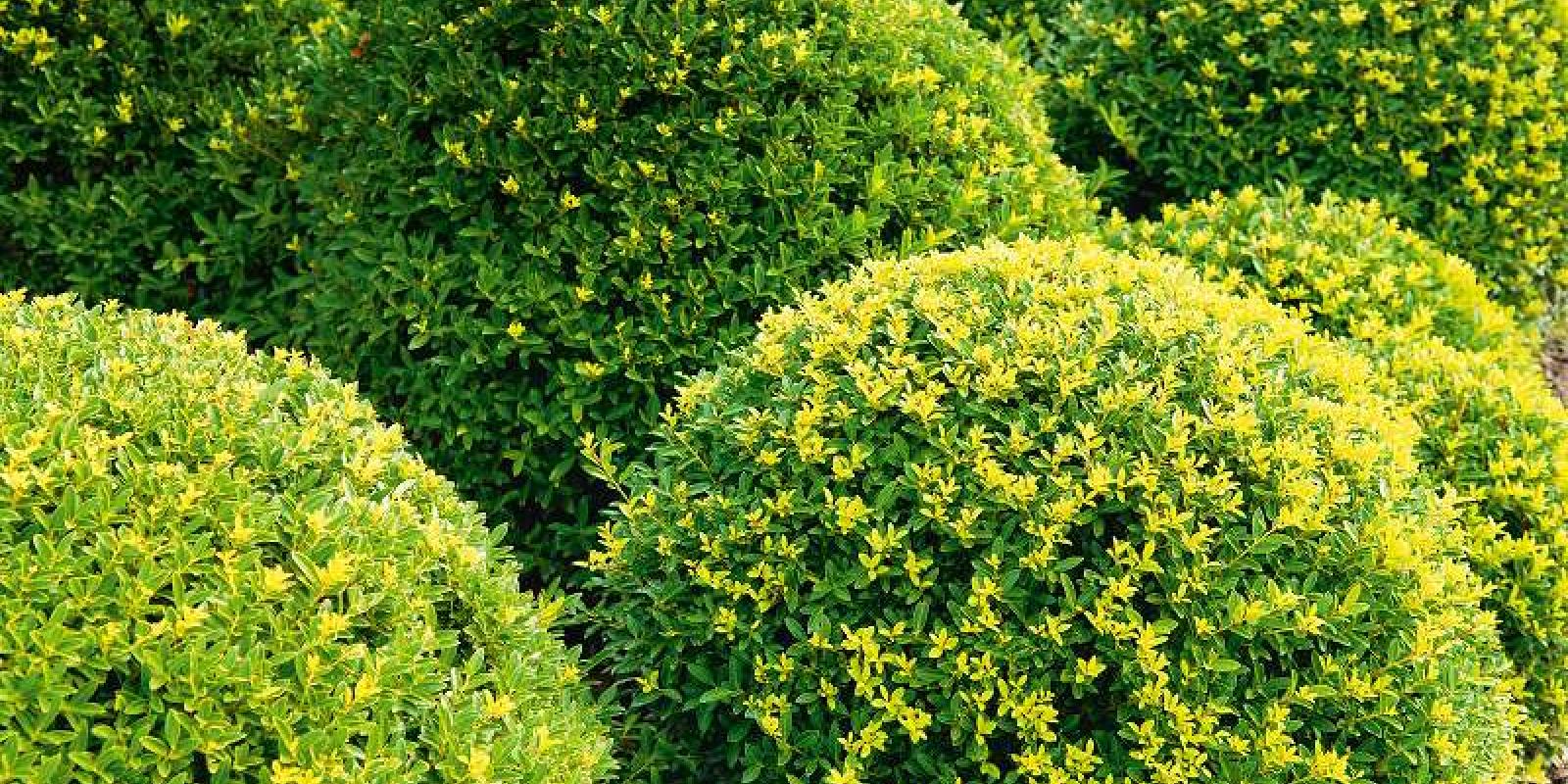 Plante : ILCRDAGR