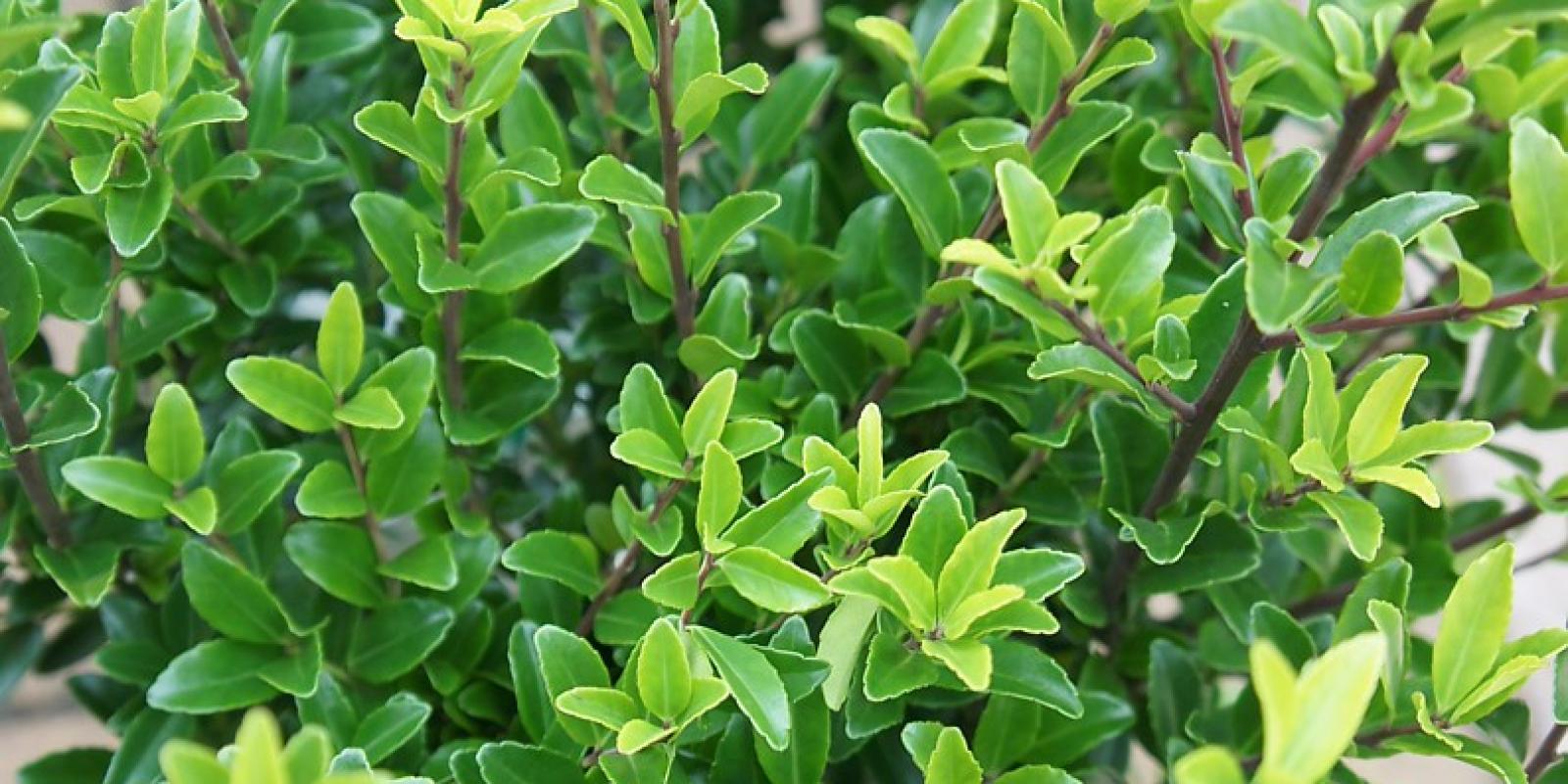 Plante : ILMAKA