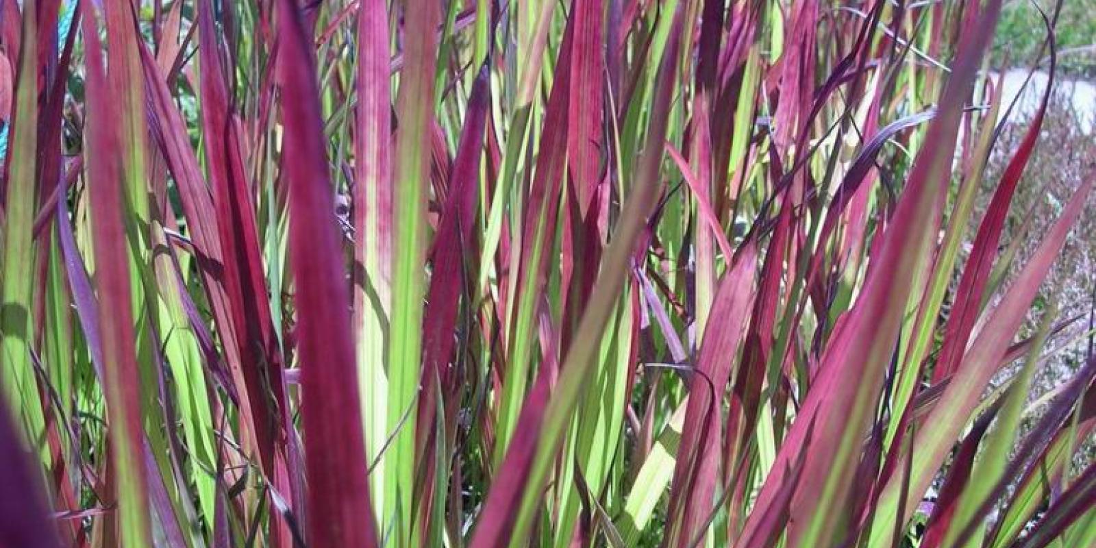 Plante : IMREBA