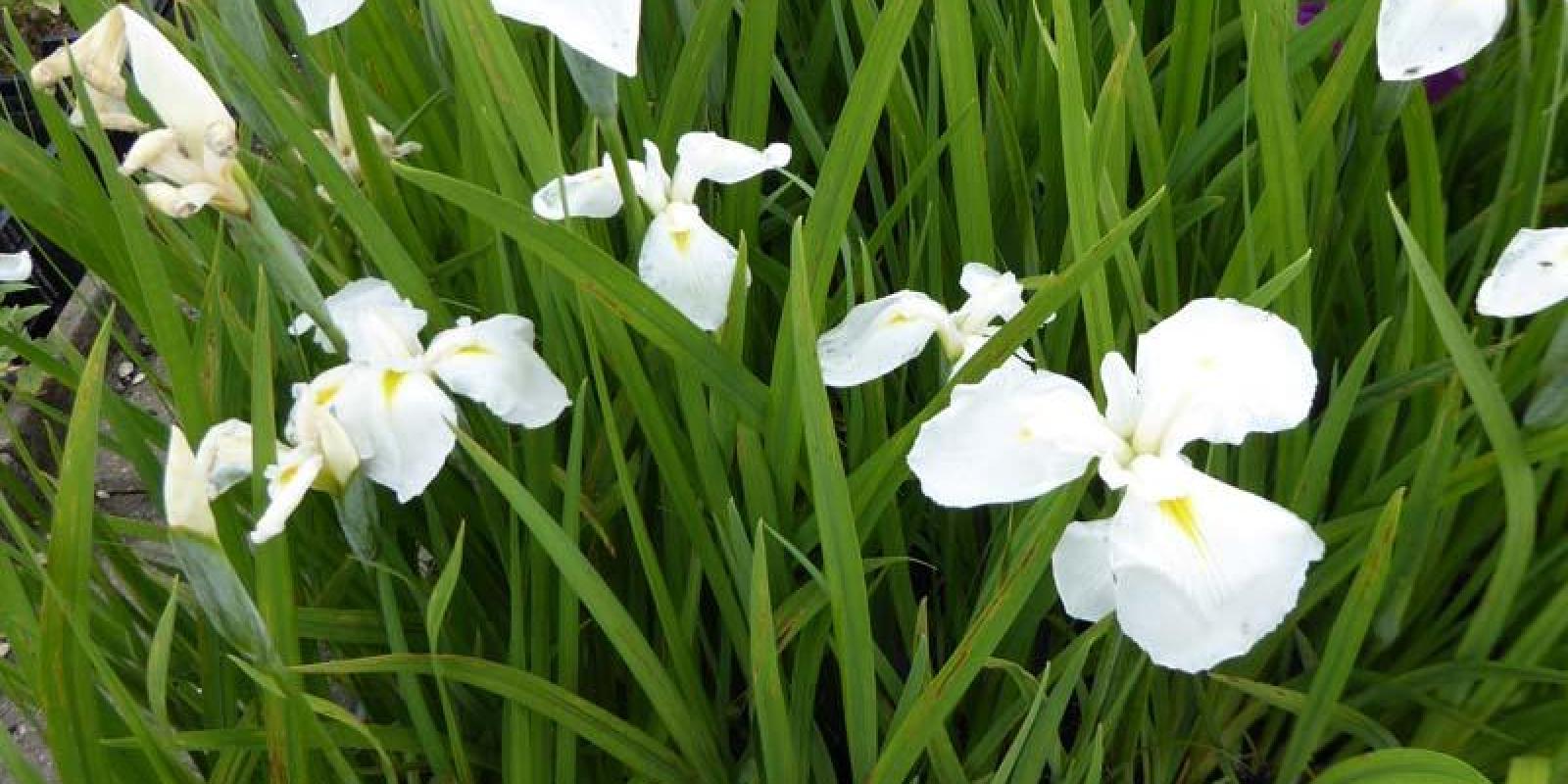 Plante : IRENDI