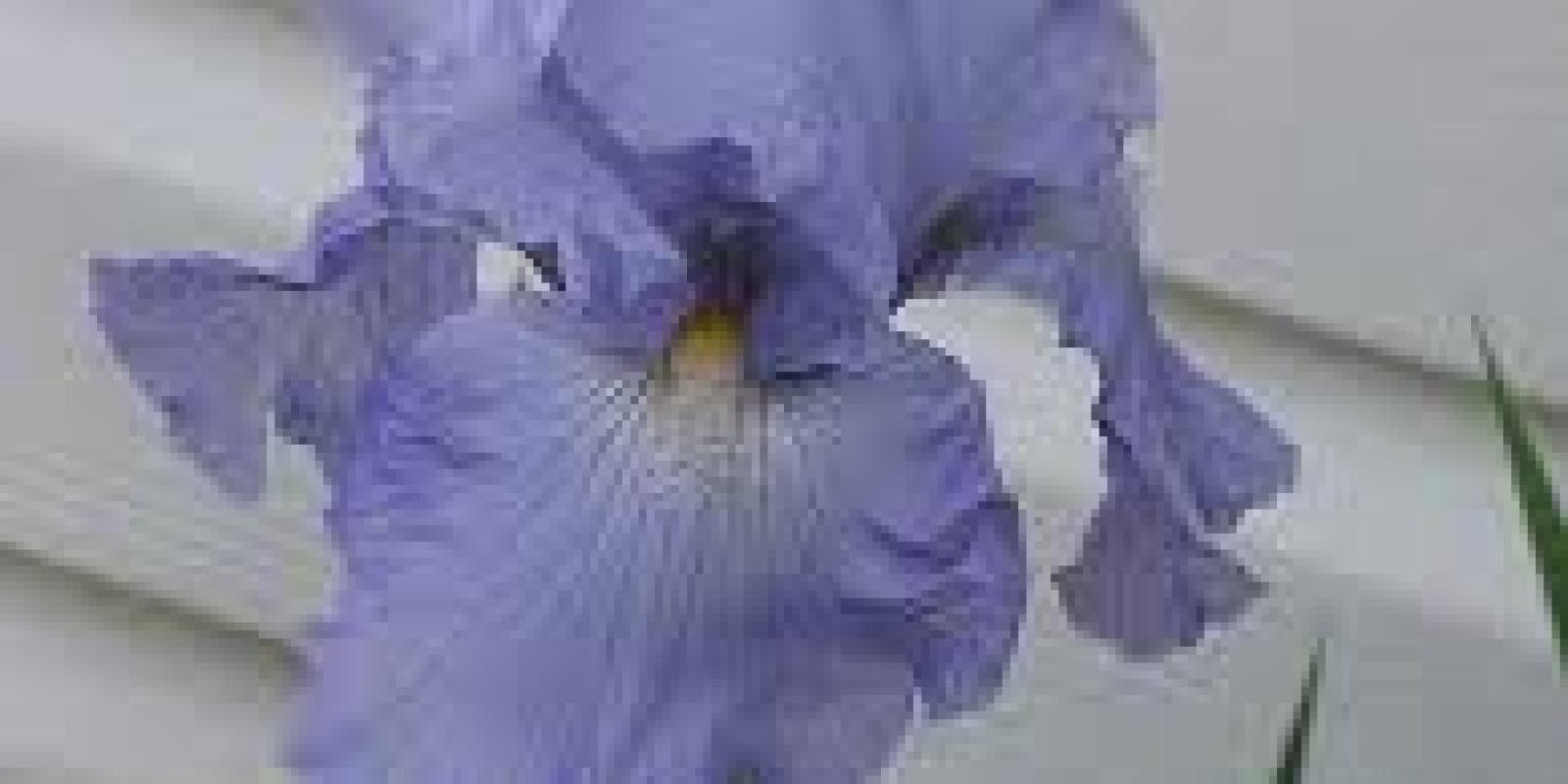 Plante : IRGBABR