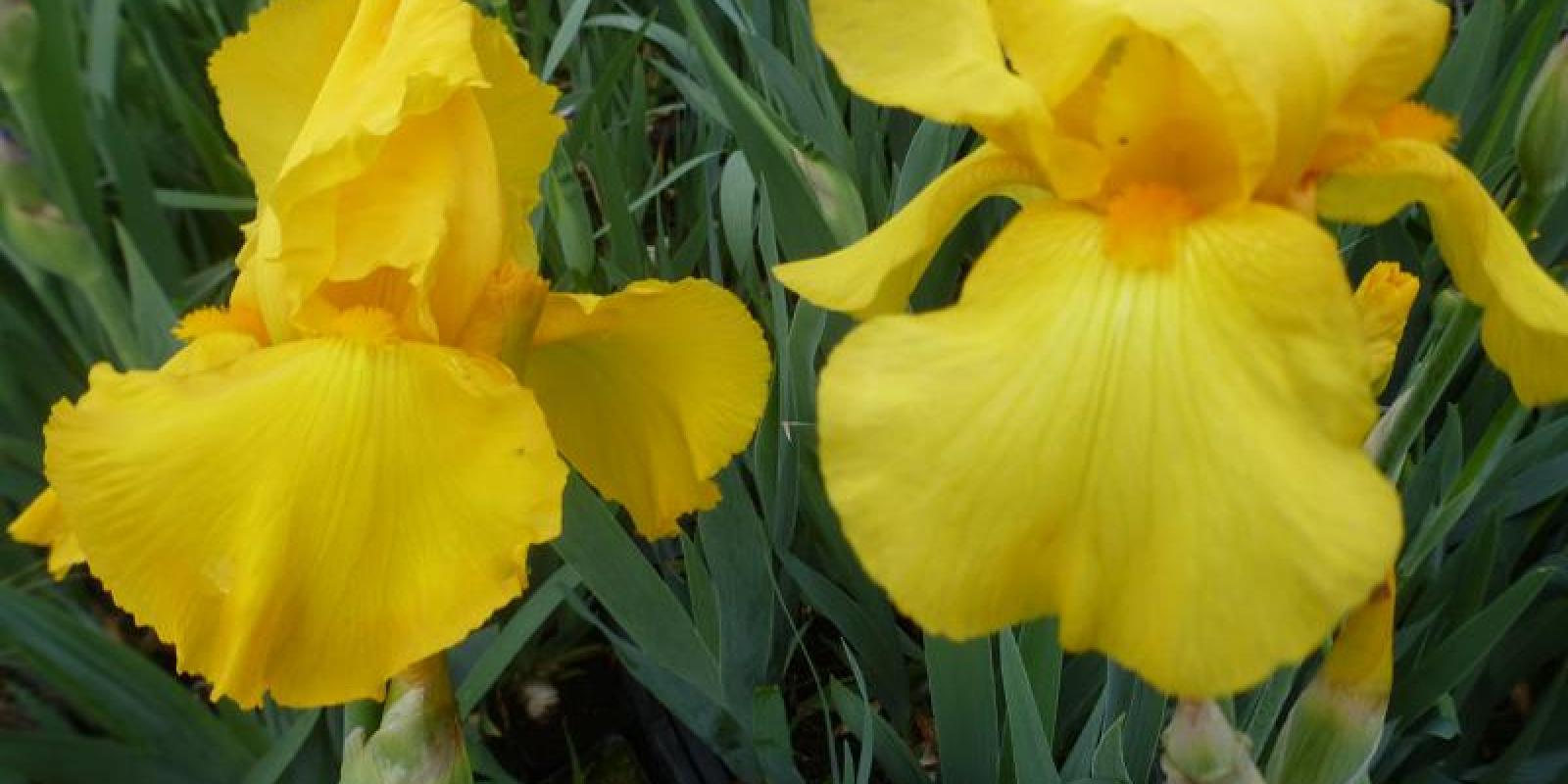 Plante : IRGEOLKA