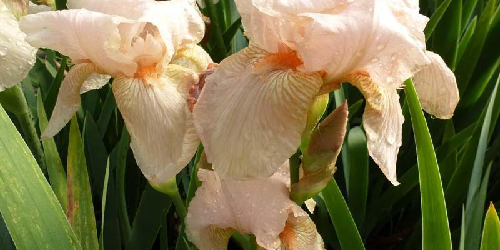 Plante : IRGEPIOR