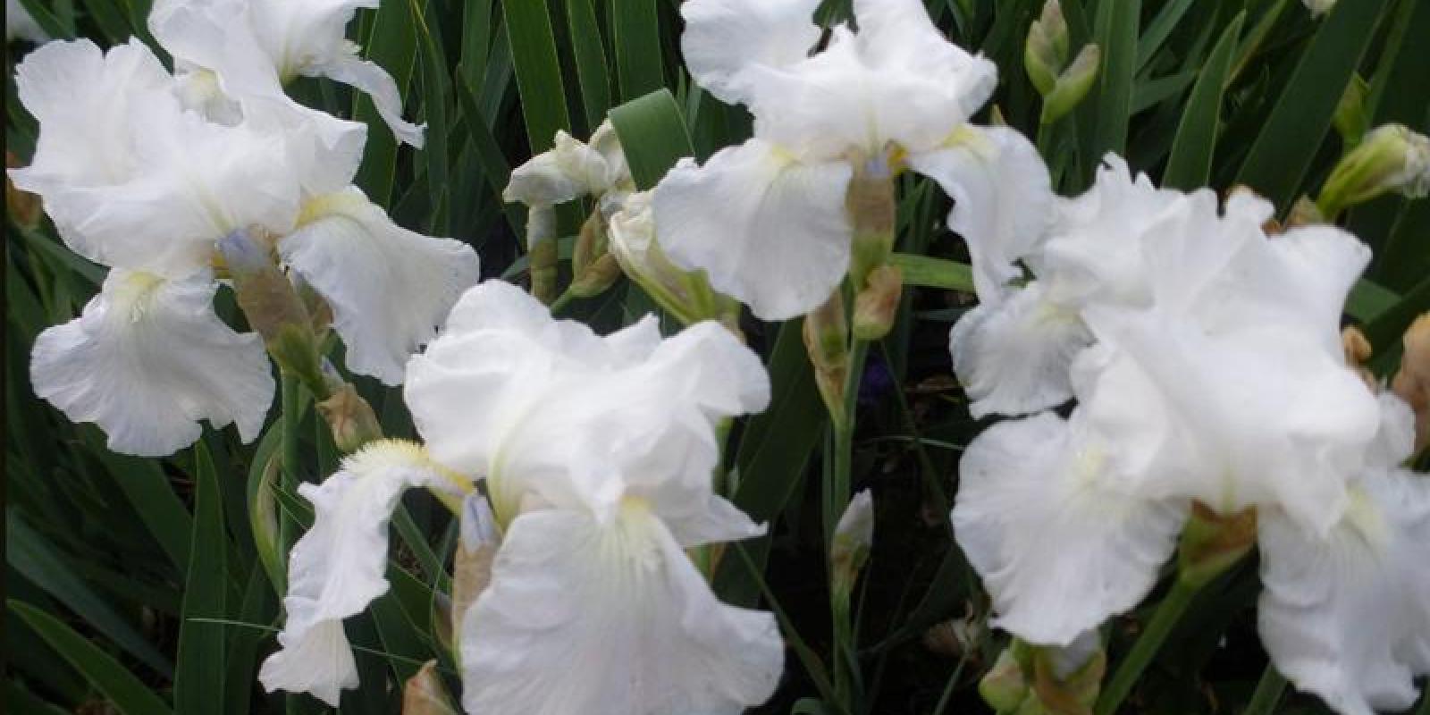 Plante : IRGEWHKN
